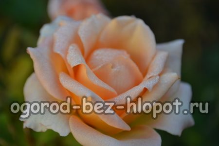 감자로 집에서 꽃다발을 만들어 장미를 키우는 방법