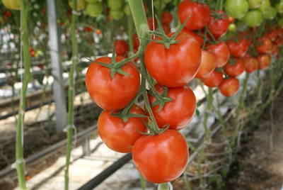 온실에서 재배하기에 가장 생산적인 토마토 품종은 무엇입니까?