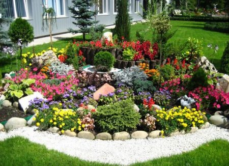 다차를 위한 DIY 고산 정원: 어떤 식물이 필요할까?