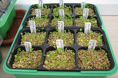 앵초: 집에서 씨앗으로 키우기