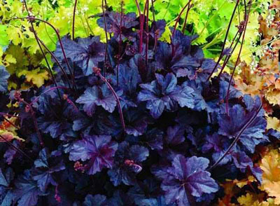 집에서 씨앗으로 Heuchera 재배하기