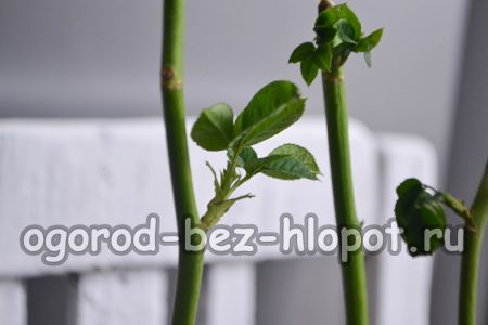 2주 후에 잘라낸 부분에 잎이 나타날 것입니다.