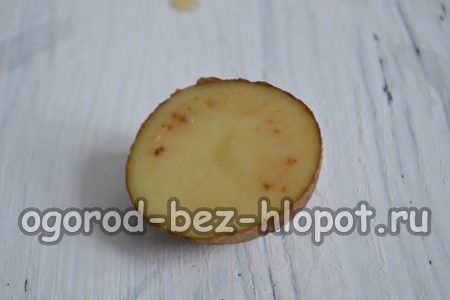 꽃다발에서 장미를 키우기 위한 잘린 감자 괴경