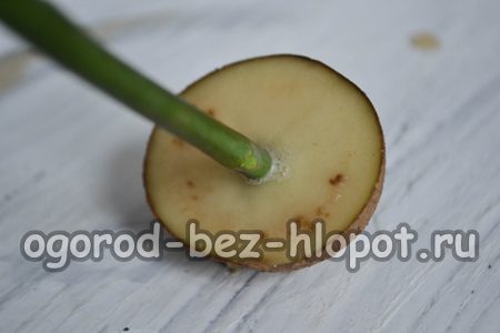 꽃다발에서 장미 줄기를 잘라 감자에 넣습니다.