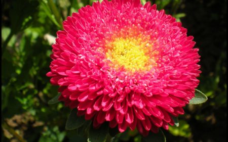 애스터: 씨앗으로 키우기, 언제 심어야 할까?