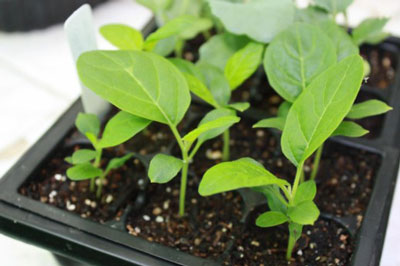 집에서 가지 모종 재배하기