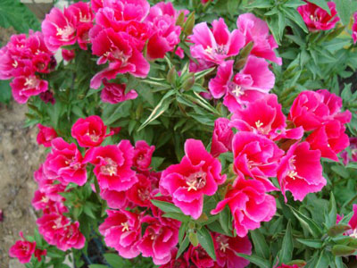 고데티아: 씨앗에서 자라는 법과 심는 시기