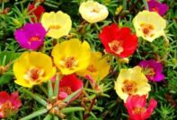 씨앗으로 쇠비름 재배