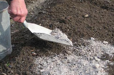 민간요법을 이용한 토마토와 고추 묘목 비료 공급