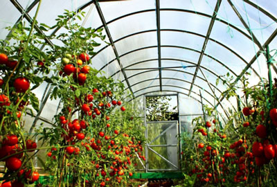 온실에서 재배하기에 가장 생산적인 토마토 품종은 무엇입니까?