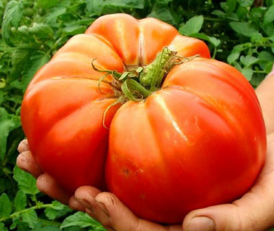 최고의 시베리아 토마토 품종: 특성 및 사진