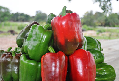 캘리포니아 원더 스위트 페퍼: 리뷰, 사진