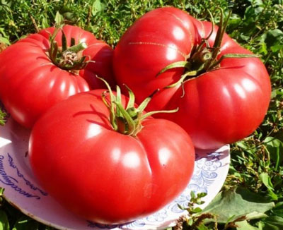 토마토 "Bull's Heart": 품종의 특성 및 설명