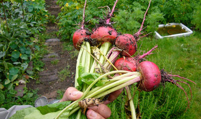 사료용 사탕무와 사탕무의 차이점은 무엇인가요?