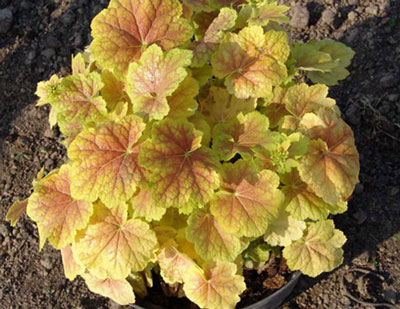 집에서 씨앗으로 Heuchera 재배하기