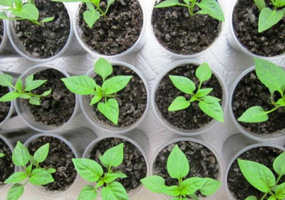 토마토와 고추를 먹이기 위한 민속 요리법