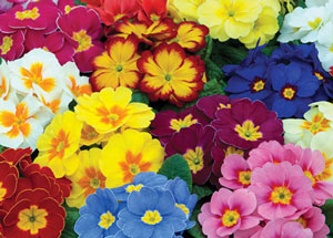 앵초: 집에서 씨앗으로 키우기