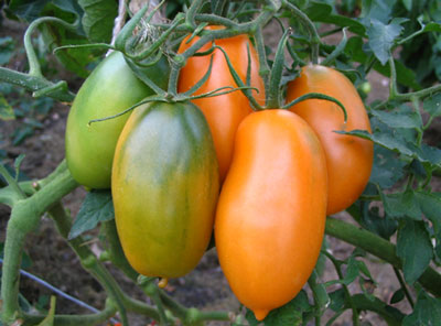 온실에서 재배하기에 가장 생산적인 토마토 품종은 무엇입니까?