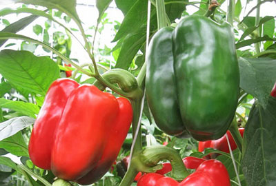 캘리포니아 원더 스위트 페퍼: 리뷰, 사진