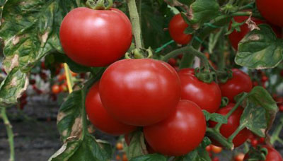 최고의 시베리아 토마토 품종: 특성 및 사진