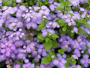 Ageratum: 씨앗에서 자라는 시기와 심는 시기