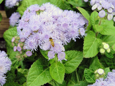 Ageratum: 씨앗에서 자라는 시기와 심는 시기