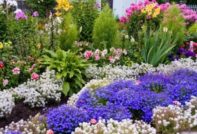 알리숨: 씨앗에서 자라는 법과 심는 시기