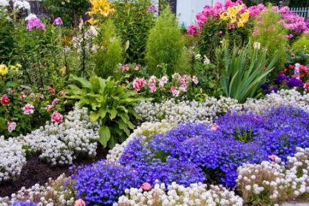 알리숨: 씨앗에서 자라는 법과 심는 시기