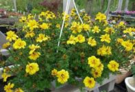 정원에 걸 수 있는 꽃: 이름, 사진