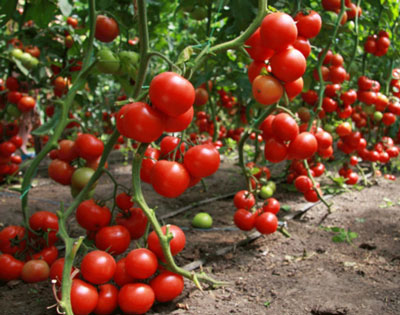 토마토 지나: 품종의 특성 및 설명