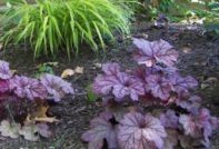 Heuchera 품종 및 유형