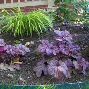 Heuchera 품종 및 유형