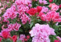 고데티아 랜딩 앤 홀딩