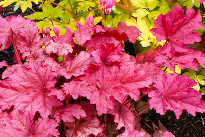 집에서 씨앗으로 Heuchera 재배하기