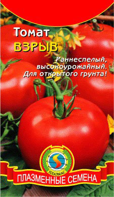 토마토 "폭발": 리뷰, 사진, 심기 경험