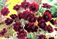 씨앗에서 자라는 코스모스