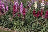 씨앗으로 재배하는 재고