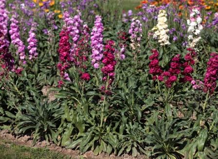 씨앗으로 재배하는 재고