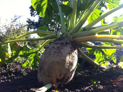 사료용 사탕무와 사탕무의 차이점은 무엇인가요?