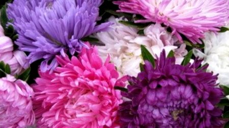 애스터: 씨앗으로 키우기, 언제 심어야 할까?