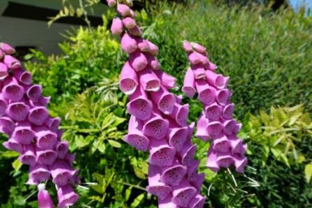 여우 장갑 심기 및 관리