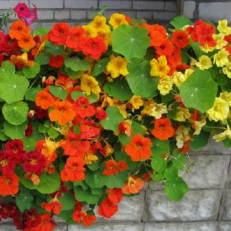 나스투르튬-씨앗으로부터-발현