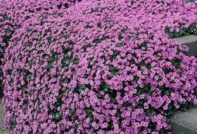 오브리에타 심기 및 관리