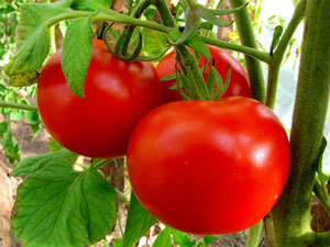 토마토 "산카"의 특징과 설명