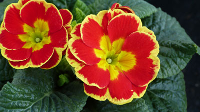 앵초: 집에서 씨앗으로 키우기