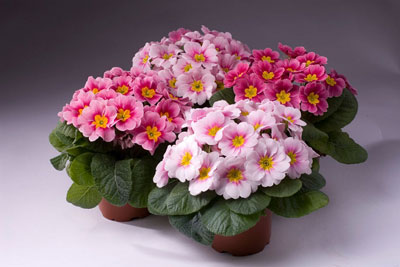 앵초: 집에서 씨앗으로 키우기