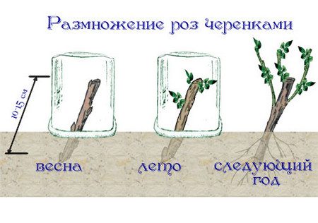 집에서 장미를 꺾꽂이로 번식시키는 방법
