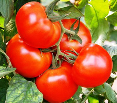 토마토 "산카"의 특징과 설명