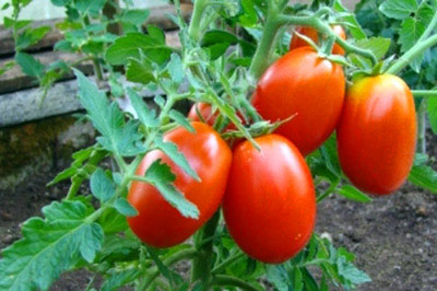 폴리카보네이트 온실에 심기에 가장 적합한 토마토 품종은 무엇입니까?