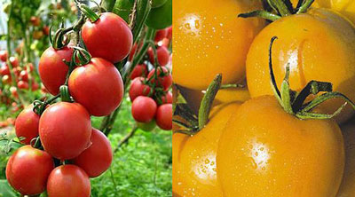 폴리카보네이트 온실에 심기에 가장 적합한 토마토 품종은 무엇입니까?